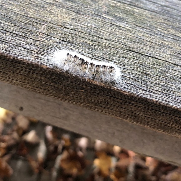 🐛DO NOT BUY! Do listen to the little caterpillar - Picture 2 of 3